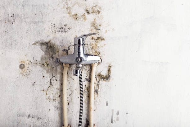 Best Toxic Mold Removal  in Mililani Town, HI