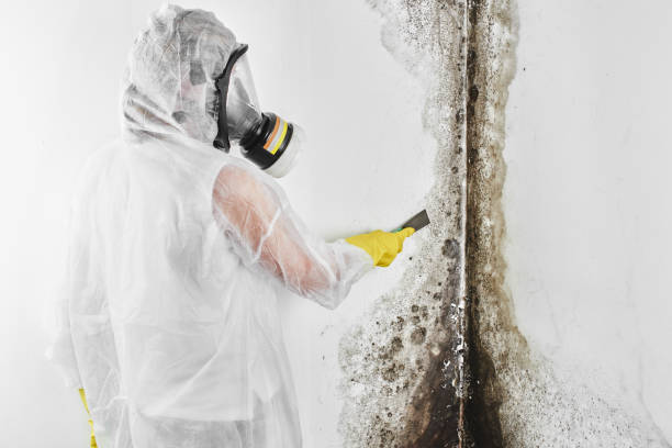 Best Best Mold Removal Companies  in Mililani Town, HI