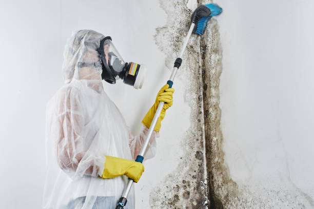 Best Local Mold Removal Service  in Mililani Town, HI