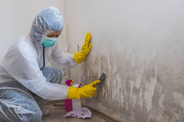 Best Certified Mold Removal  in Mililani Town, HI