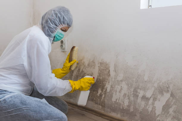 Best Crawl Space Mold Removal  in Mililani Town, HI