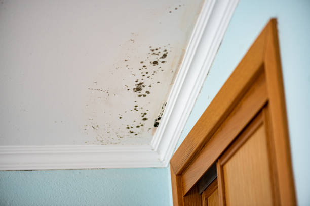 Best Emergency Mold Removal  in Mililani Town, HI