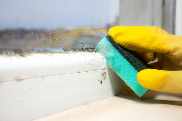Best Home Mold Removal  in Mililani Town, HI