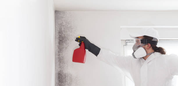 Best Emergency Mold Removal  in Mililani Town, HI