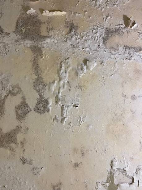 Best Crawl Space Mold Removal  in Mililani Town, HI